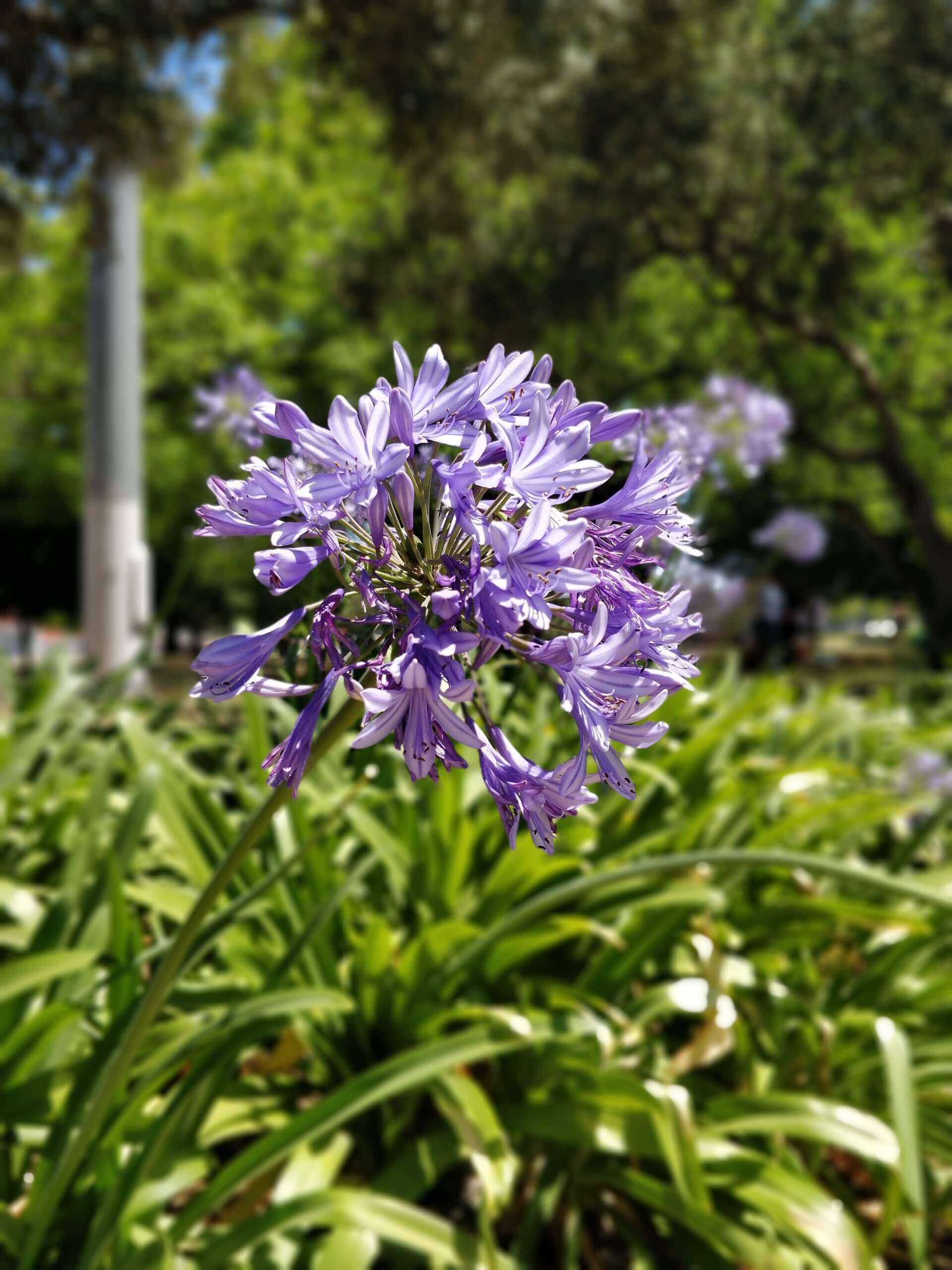 Agapanthus flower purple