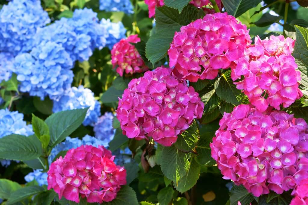 Hydrangeas, blue and pink flowers on bushes