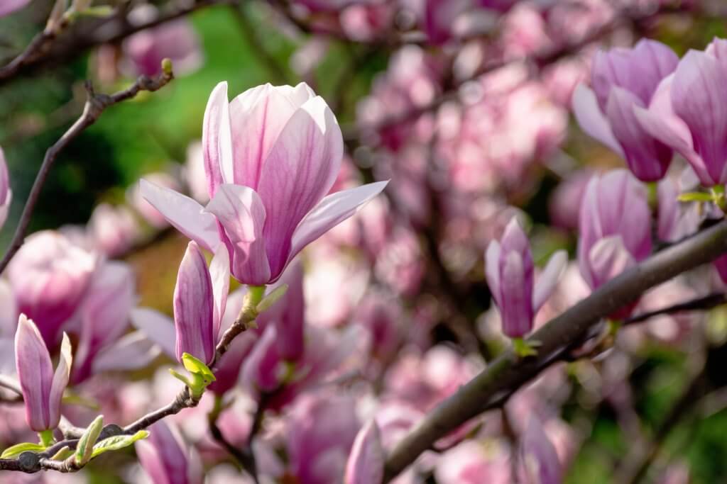 pink blossom of magnolia tree