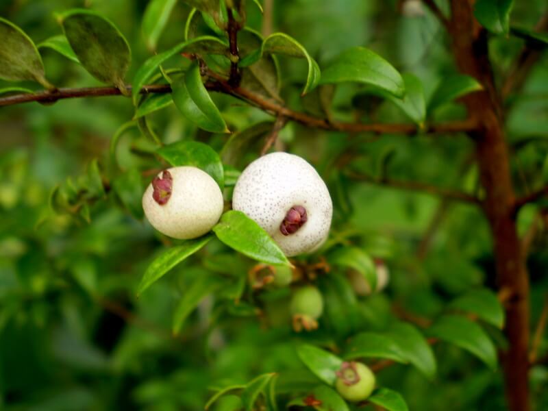Small Hedge Plant - Midgen-Berry