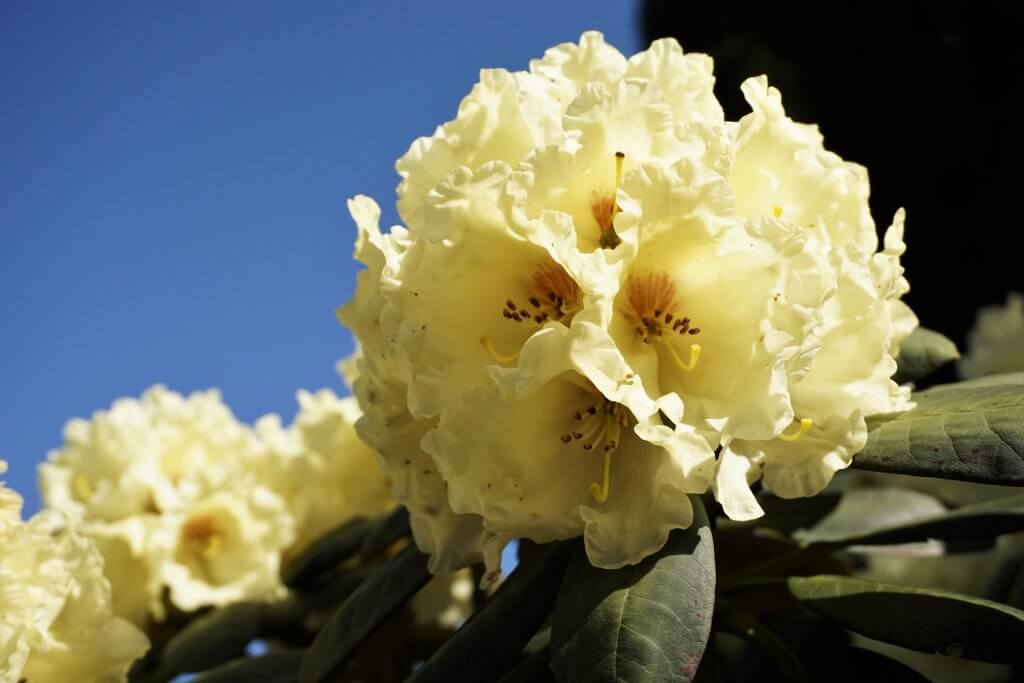 Rhododendron Flower Yellow