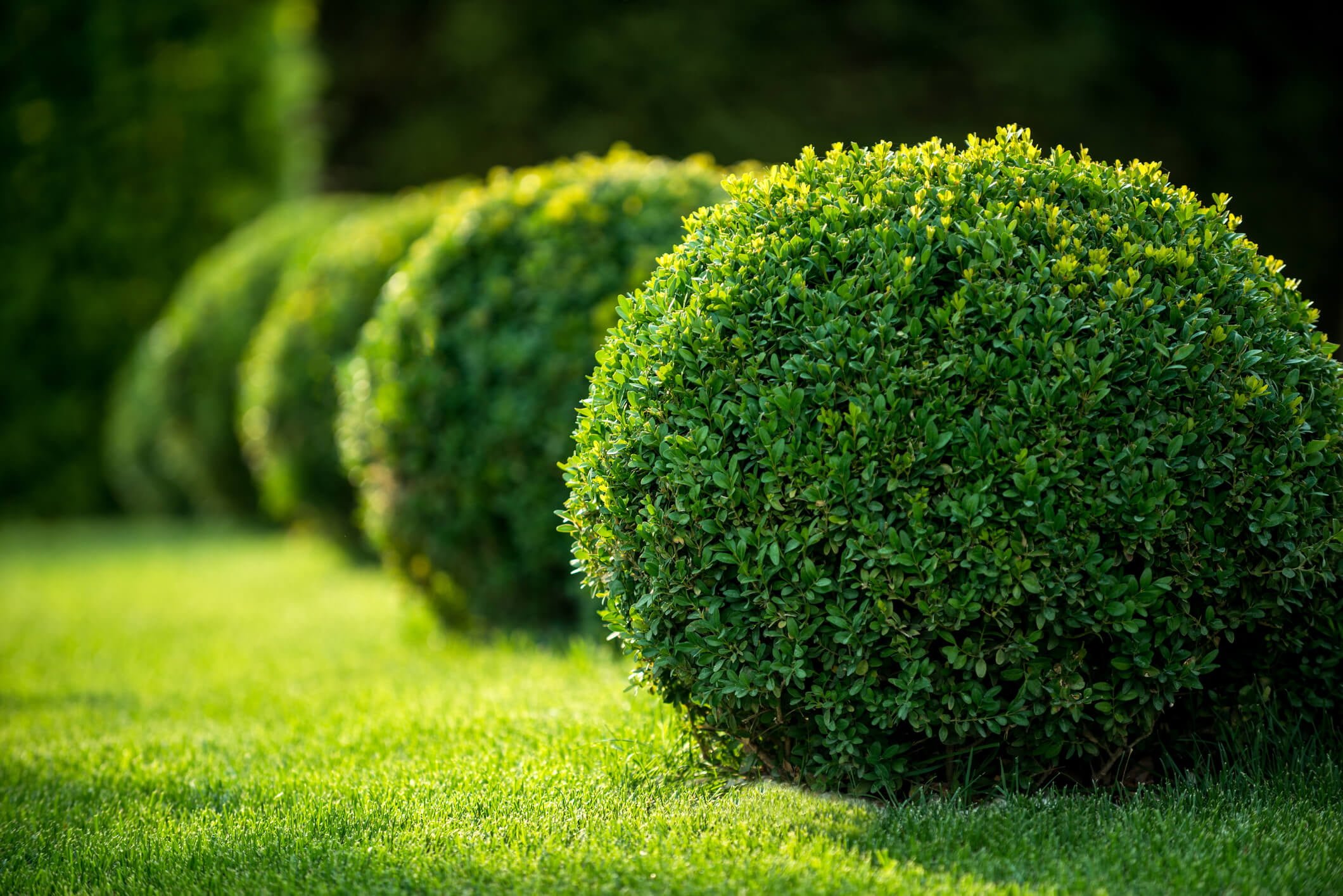 Small Hedge Plants in a row