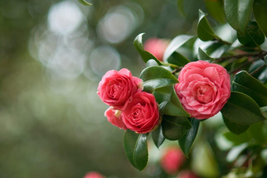 camellia flowers close up