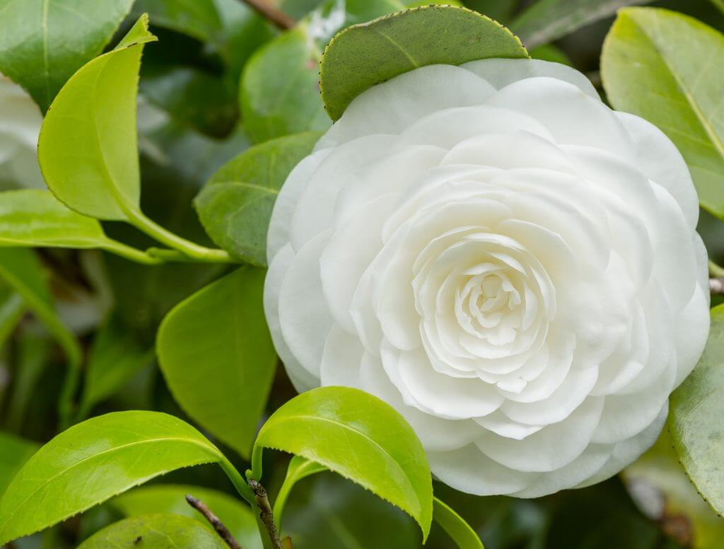 White Camellia Flower