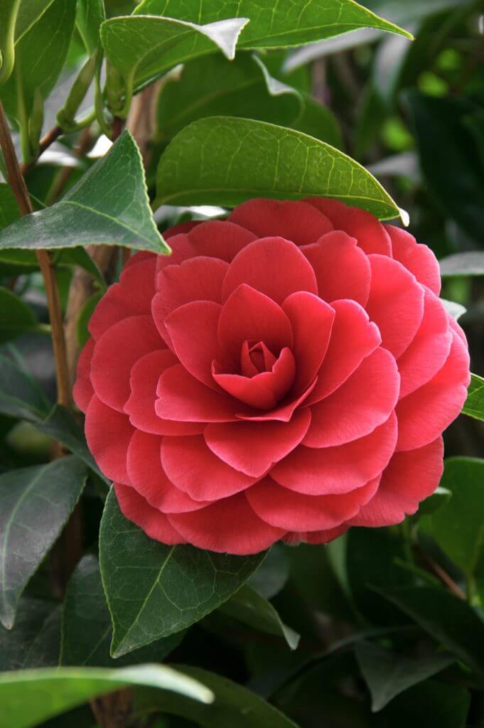 Camellia Japonica Flower