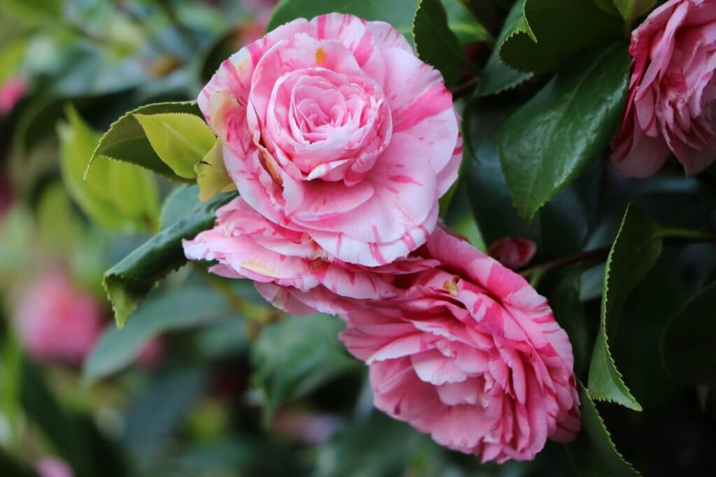 Pink Blooming Camellia