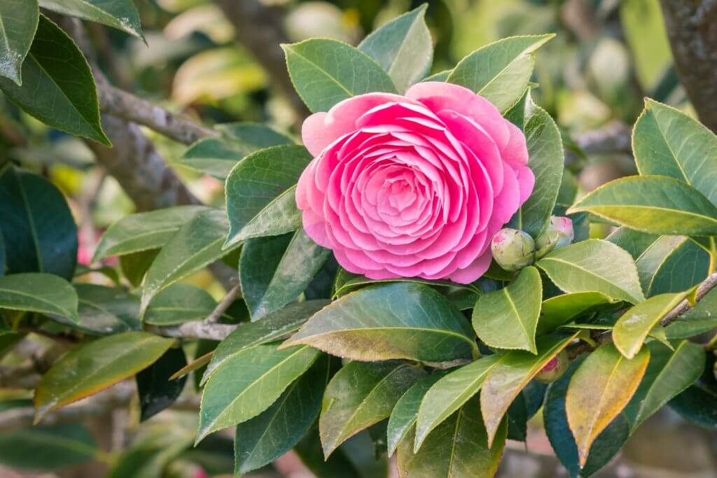 Close up of Pink Camellia Flower