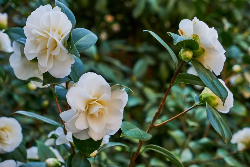 Camellia flowers white/pink
