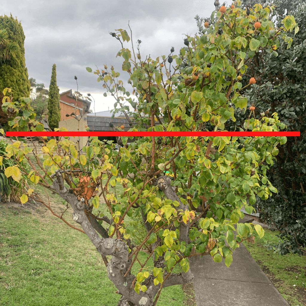 Line depicting where to cut on the rose bush