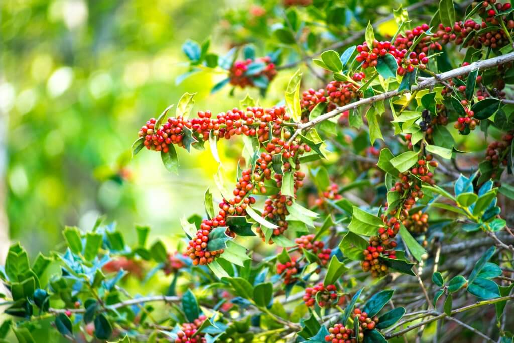 Holly hedge berries