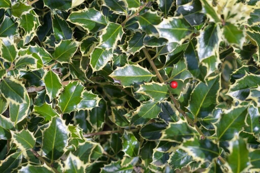 Holly hedge close up