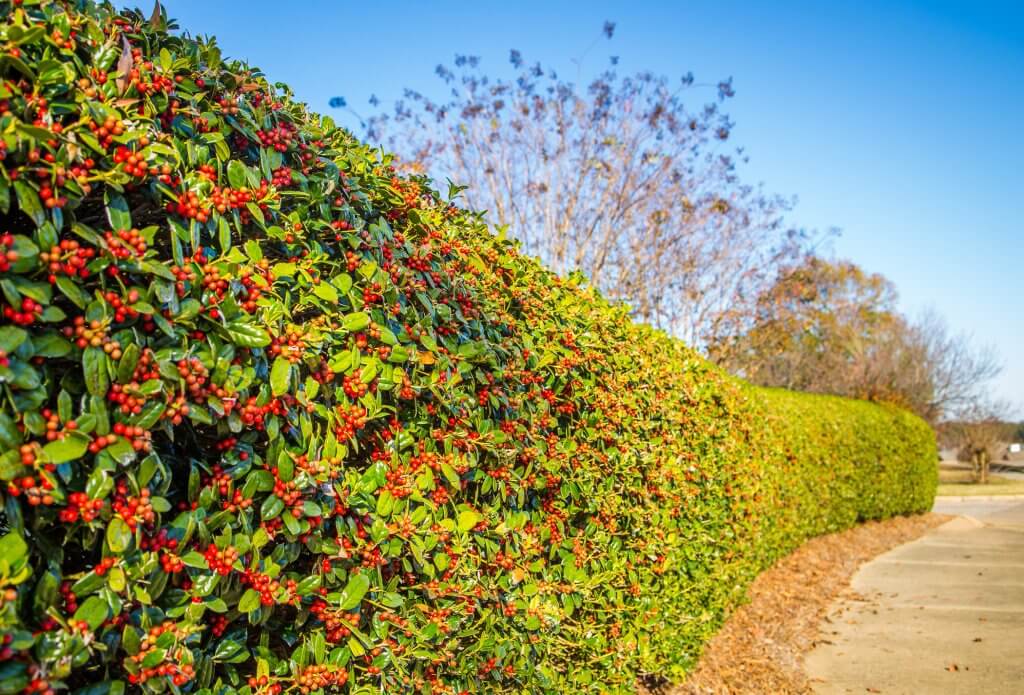 Holly hedge along a driveway
