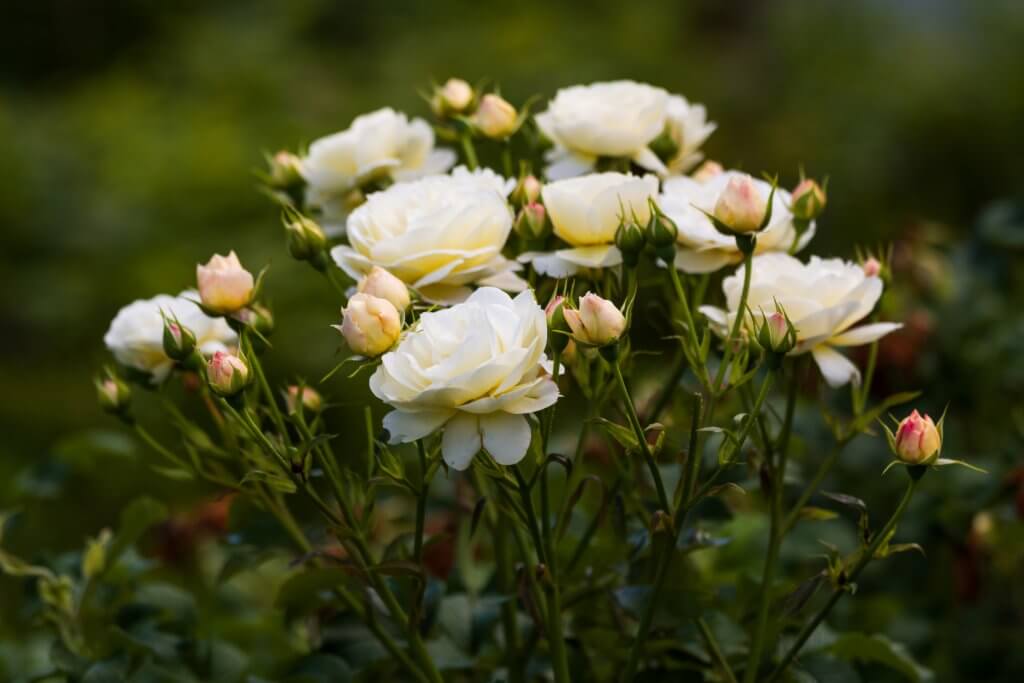 Bush of White Roses 