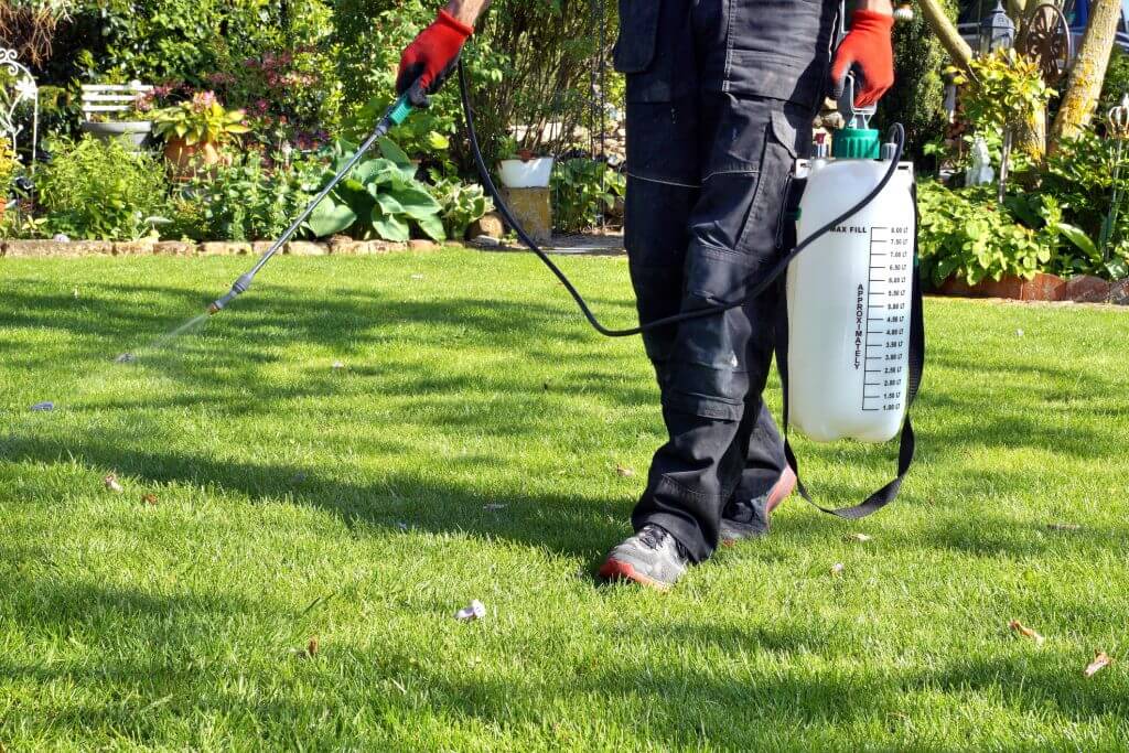 Gardener applying selective herbicide to a lawn
