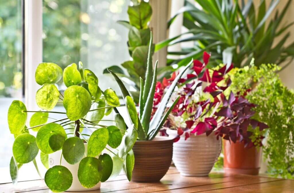 Closeup of indoor plants