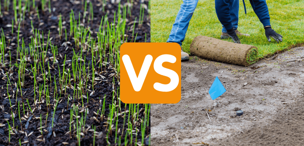 Seeded lawn vs Instant lawn