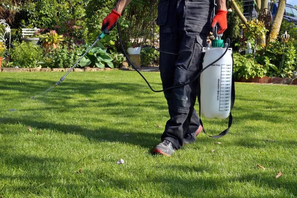 Selective herbicide being sprayed on a lawn