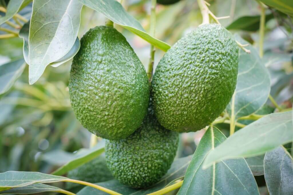Avocado Tree Fruits