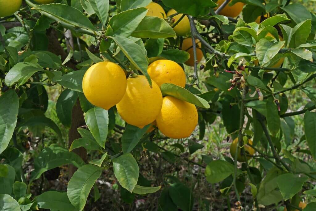 Bonnie Brae lemon tree