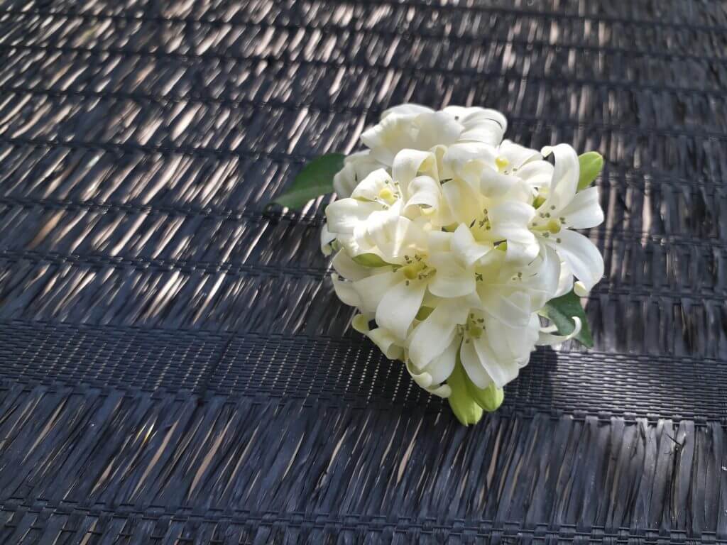 A bouquet of white murraya flowers on a wicker table