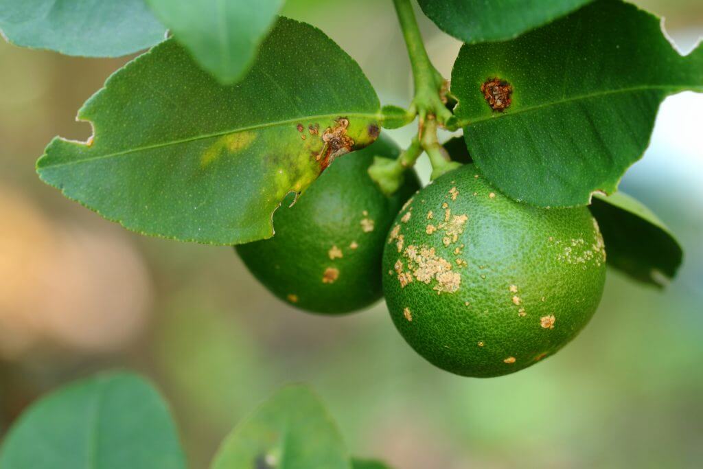 Citrus canker on a lime tree