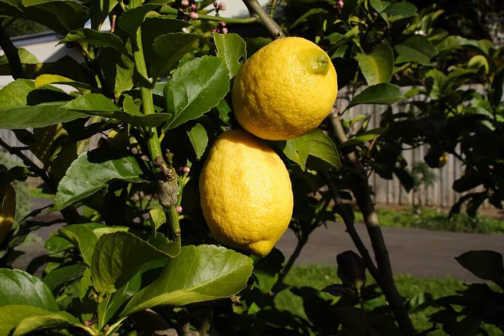 Lemons on a eureka lemon tree