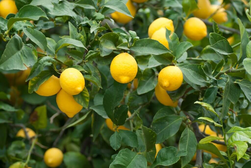 Ripe lemons on a lemon tree