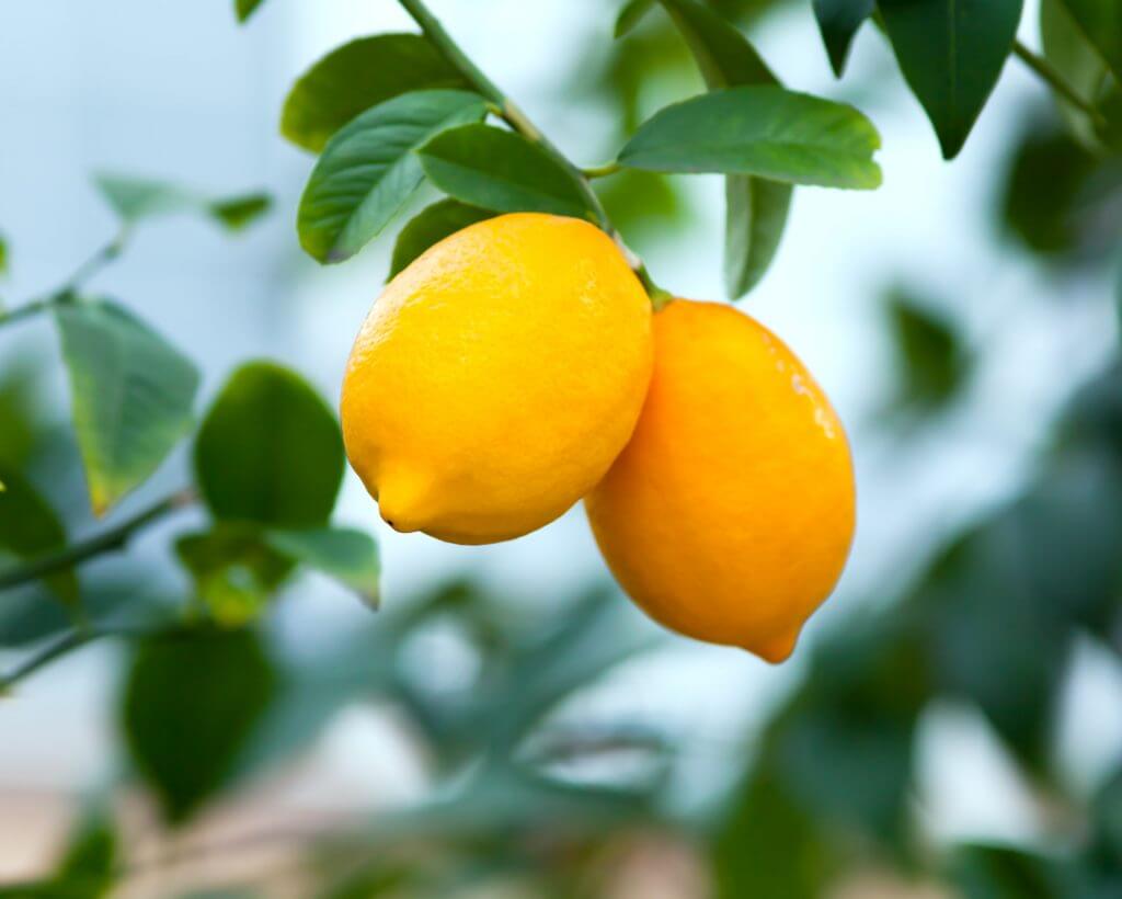 Fruit on a Lisbon Lemon Tree