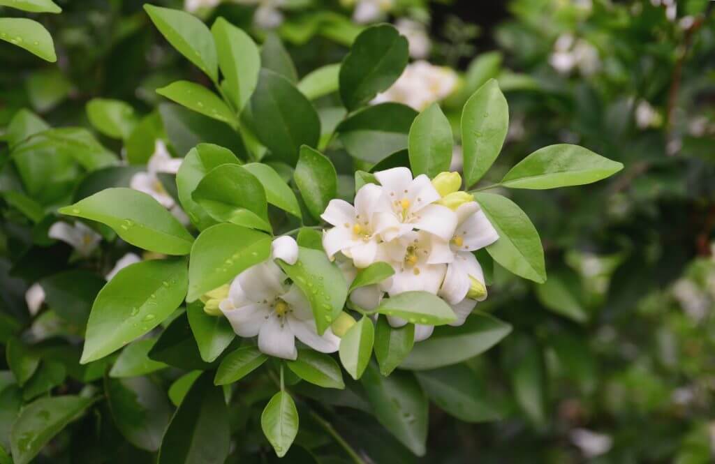 Murraya Hedge Flowers