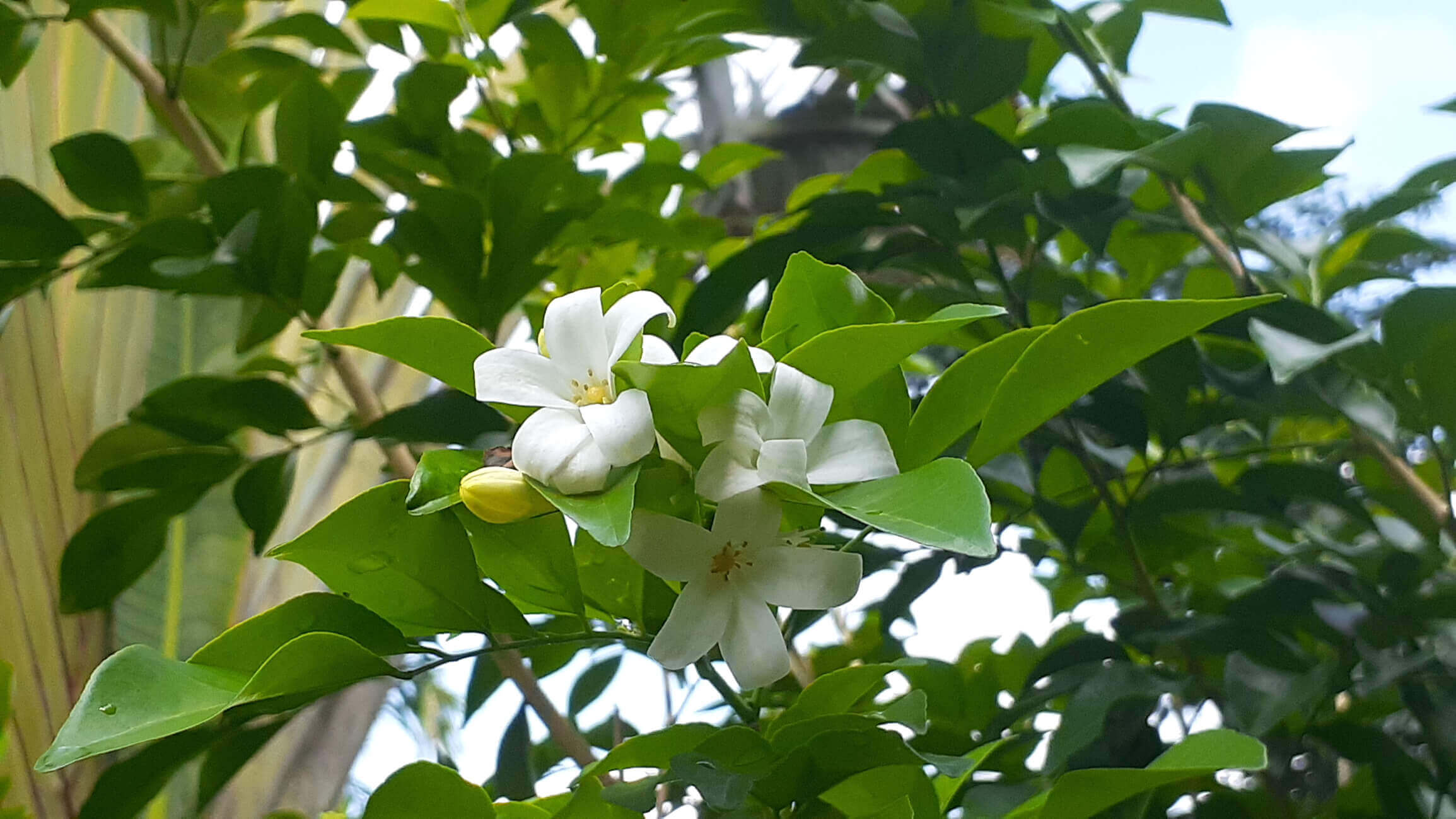 Murraya plant with white flower
