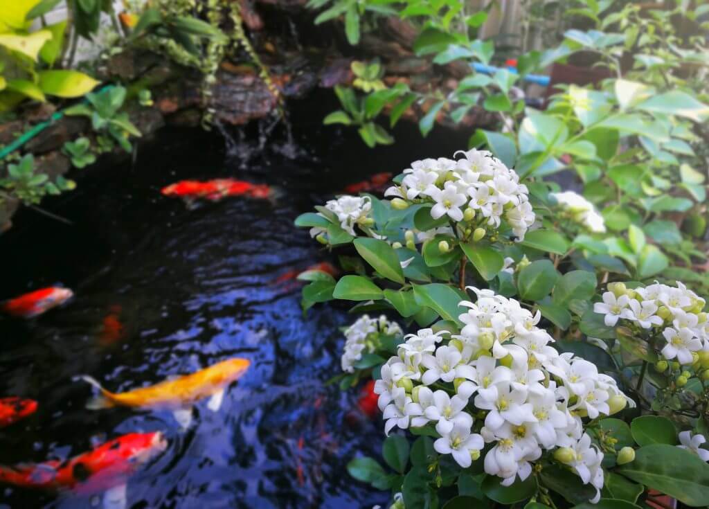 Pond with Fishes and Flowering Plants around