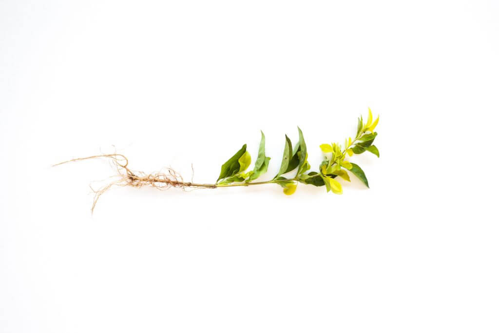 Murraya plant with exposed roots on white background