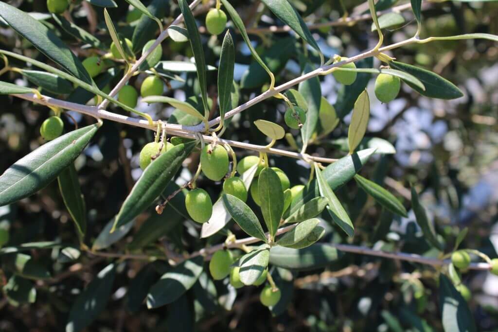 Green Olives on an Olive Tree