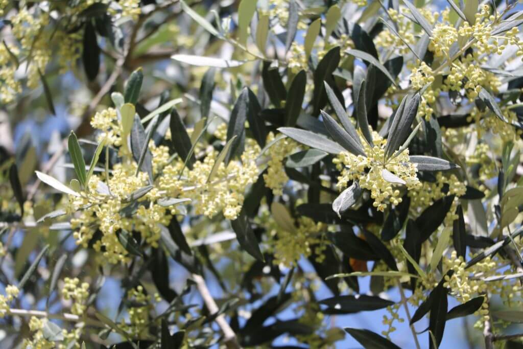 Flowering Olive Tree