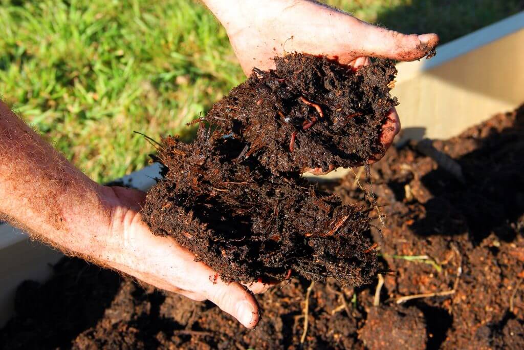 Organic Fertiliser with Worms for Murraya Hedge on a Farmer's Hands