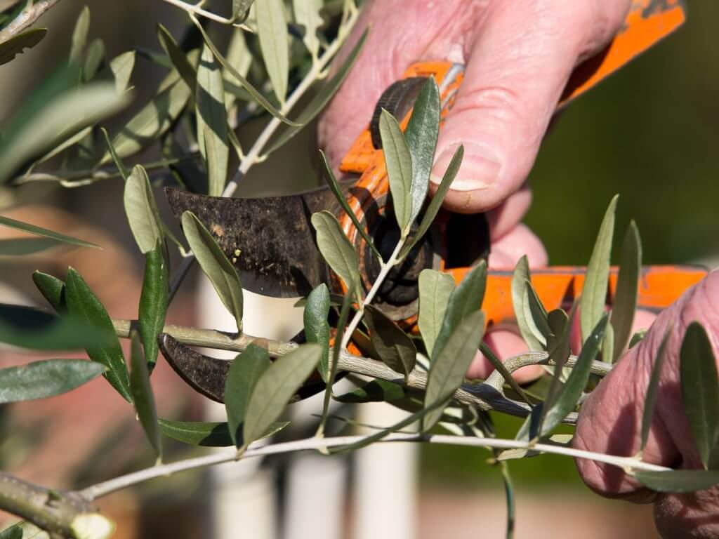 A person's hand shown pruning an olive tree branch