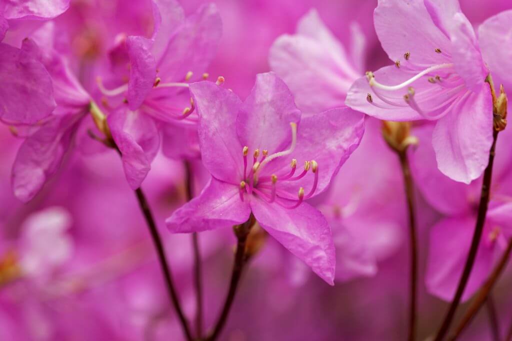 Rhododendron farrerae