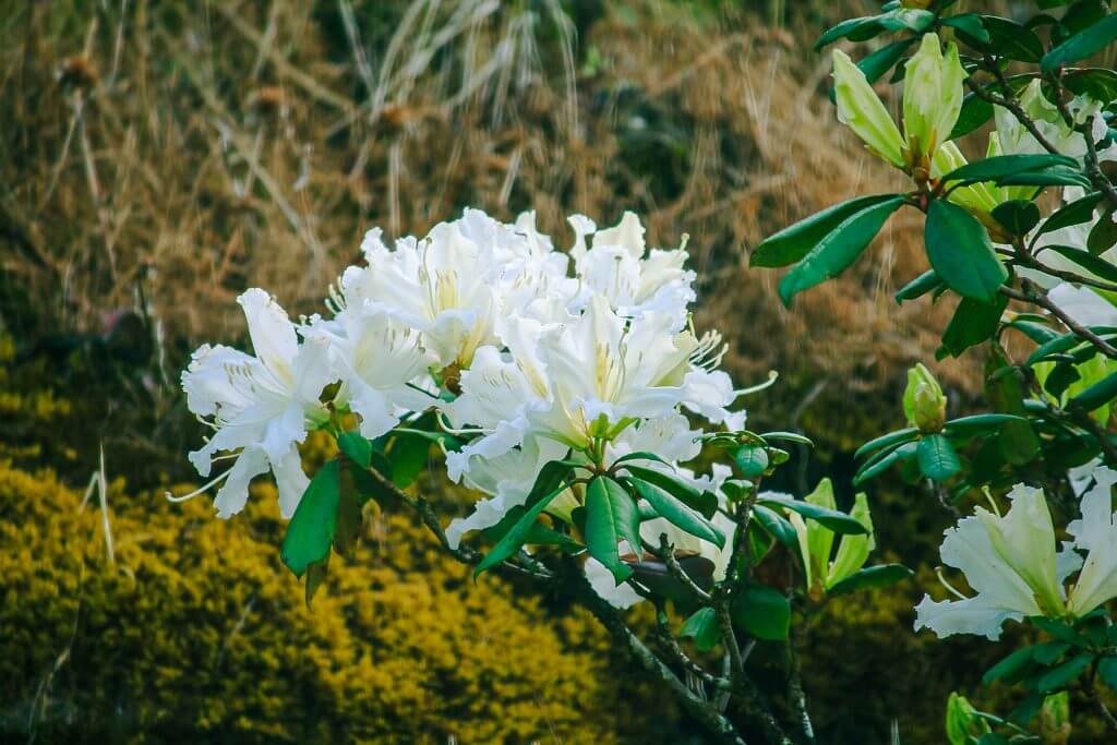 Rhododendron moulmainense