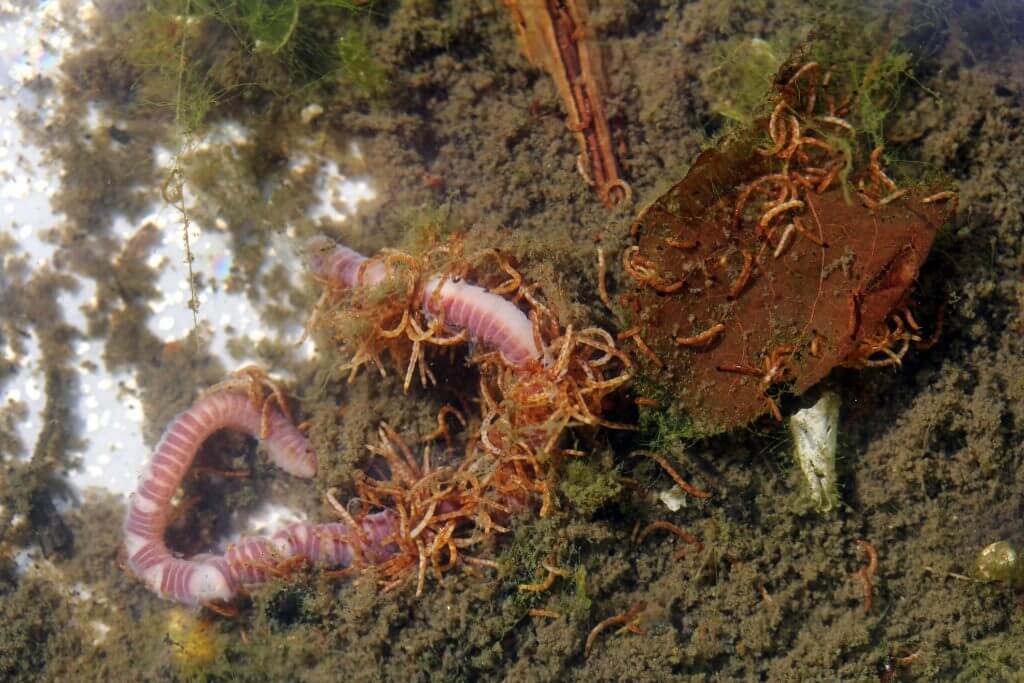 Small nematodes feeding on earthworms