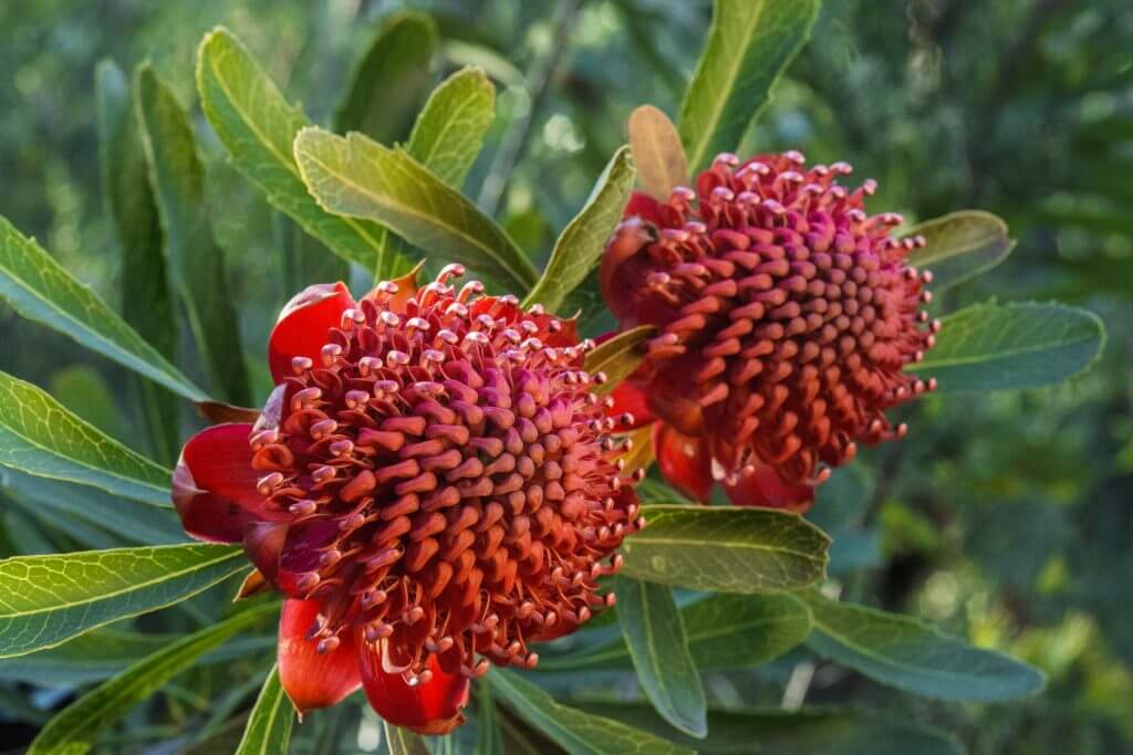 Two red waratah flowers