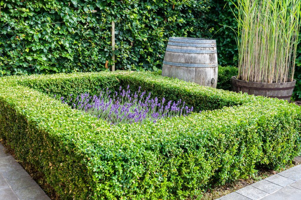 A boxwood hedge in the garden