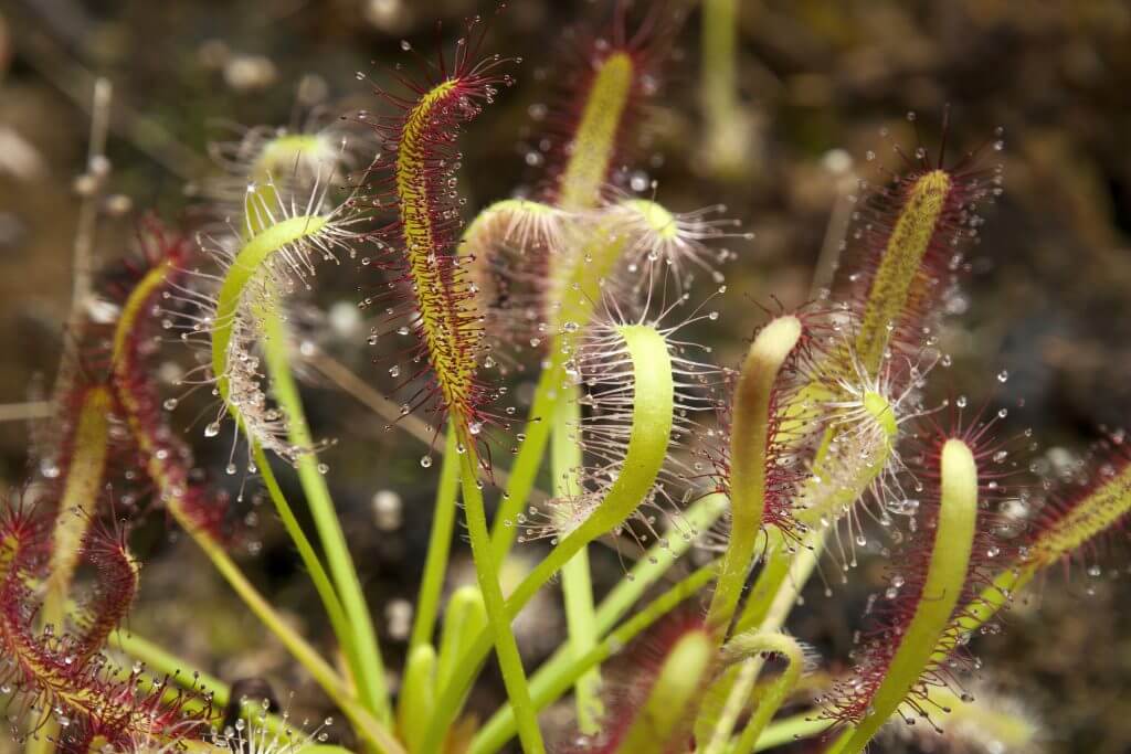 Close-up of sundew plants with red and white sticky mucilage to catch insects