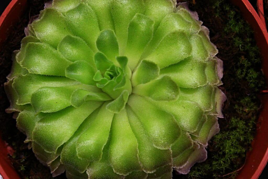 Layered circular shaped leafage of carnivorous Genlisea family plant, also called Corkscrew plant