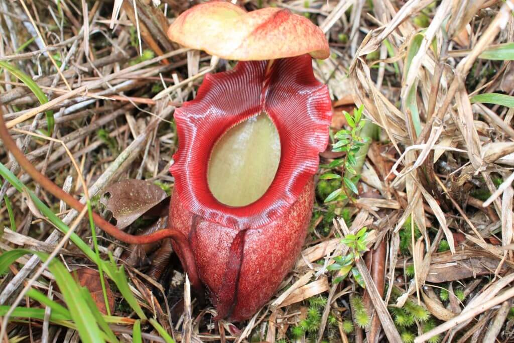 Jungle pitcher plant on the ground