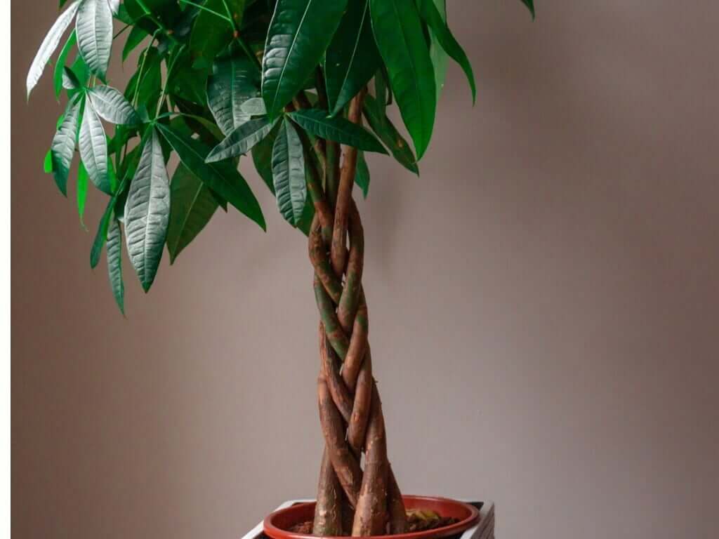 Money Tree with Braided Trunk