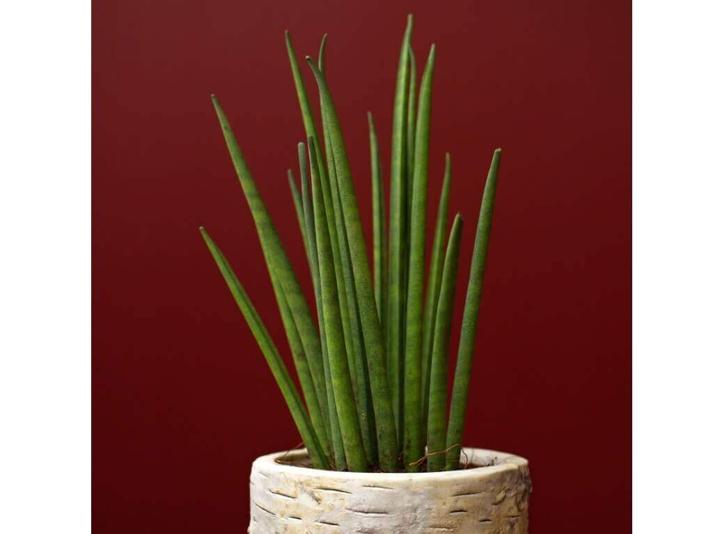 Snake Plant Cylindrica in a pot