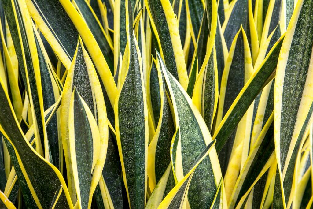 Snake Plant Laurentii with Yellow edges