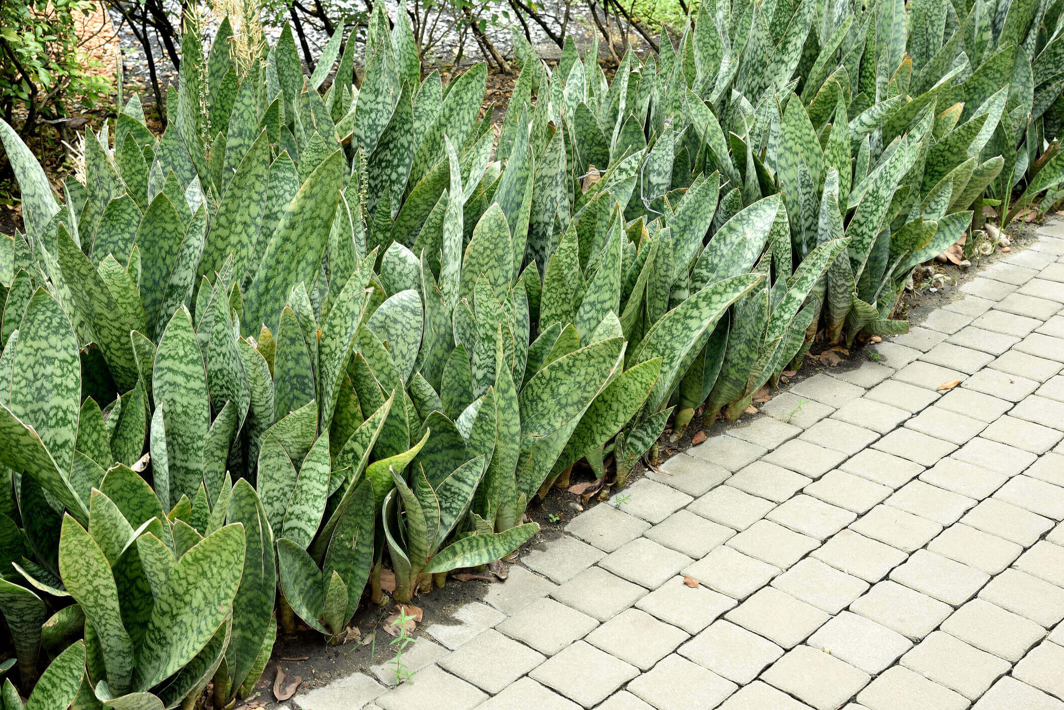 Snake plants planted along a paved walkway