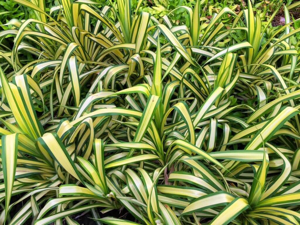 Spider Plants Chlorophytum comosum