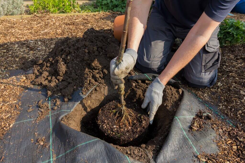 A person planting a tree in the garden